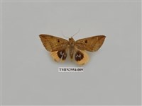 藏品(夜蛾322)的圖片